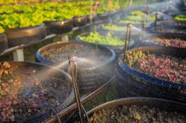 מערכת השקיה אוטומטית בגינה אורגנית